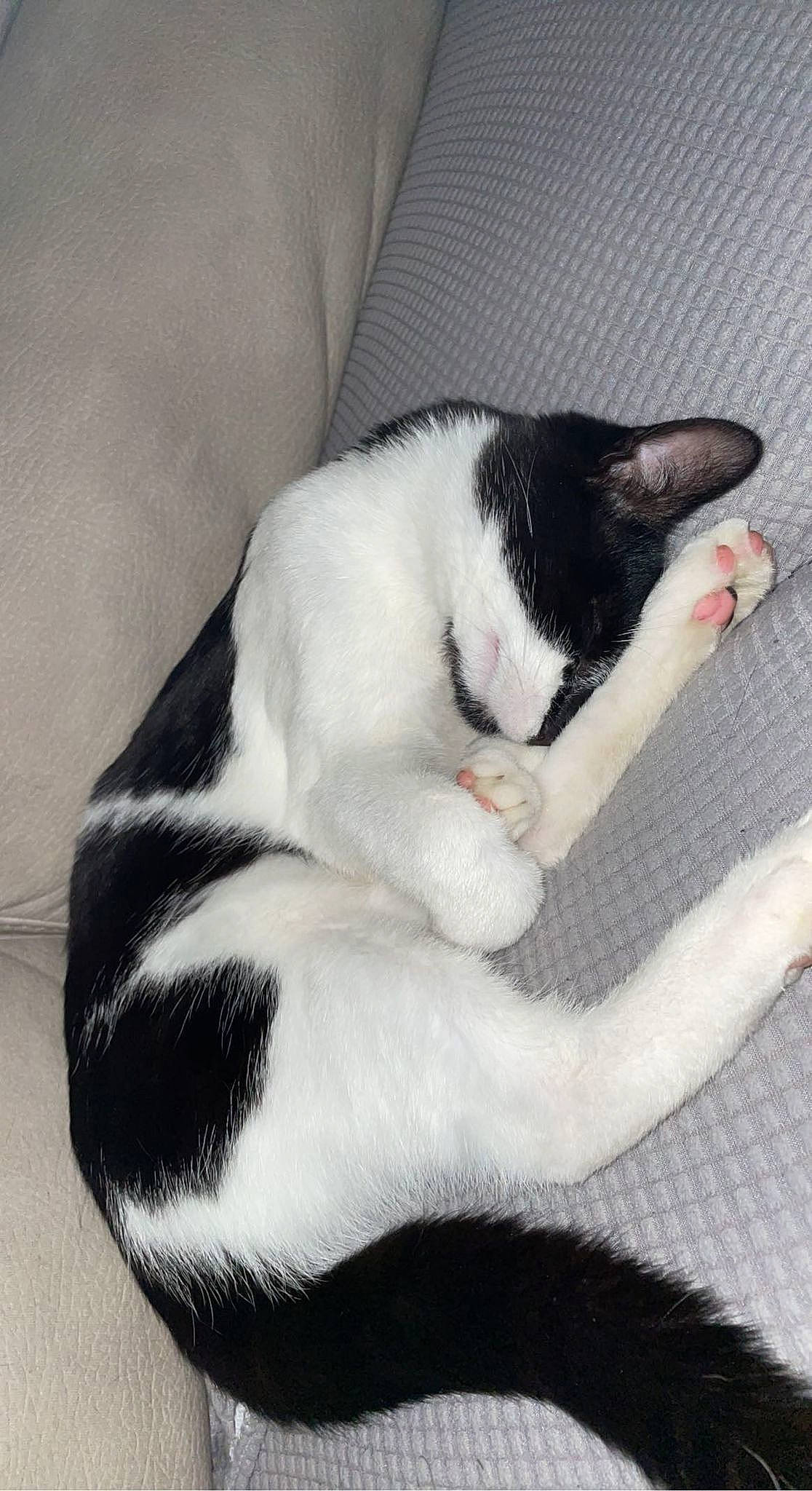 Pacha a rejoint le concours — aidez-le/la à gagner de superbes lots ! canidae, carnivore, cat, claw, comfort, domestic_short_haired_cat, felidae, fur, monochrome_photography, nap, paw, small_to_medium_sized_cats, snout, tail, whiskers