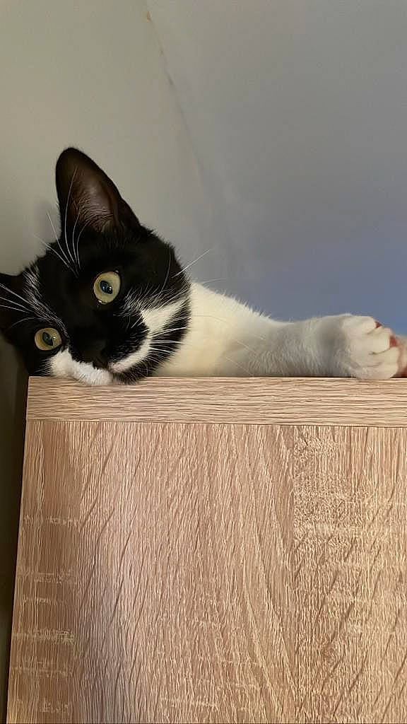 Pacha participe au concours pour gagner de l'argent avec cette photo : box, cardboard, carnivore, cat, comfort, domestic_short_haired_cat, felidae, flooring, fur, grey, hardwood, monochrome_photography, paw, plywood, small_to_medium_sized_cats, snout, tail, whiskers, window, wood