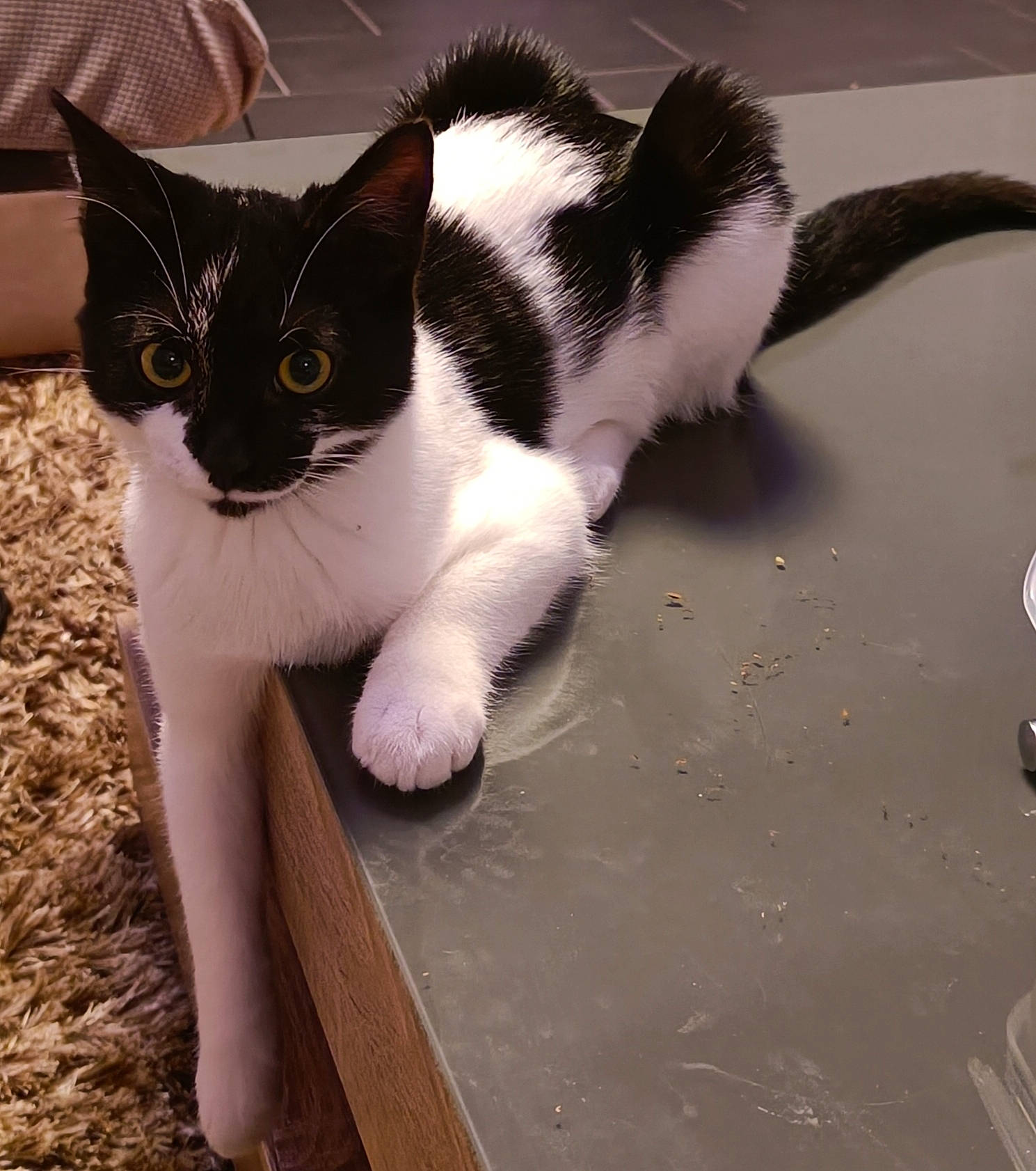 Pacha a rejoint le concours — aidez-le/la à gagner de superbes lots ! carnivore, cat, comfort, domestic_short_haired_cat, eye, felidae, flooring, foot, fur, hardwood, head, human_leg, lap, sitting, small_to_medium_sized_cats, snout, tail, terrestrial_animal, thigh, whiskers