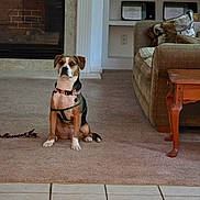 Kiwi is registered to the contest to win money with this photo: animal, armchair, black, brown, carpet, collar, dog, fireplace, floor, furniture, harness, home, indoor, living_room, pet, pillow, sitting, table, tile_floor, white