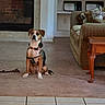 animal, armchair, black, brown, carpet, collar, dog, fireplace, floor, furniture, harness, home, indoor, living_room, pet, pillow, sitting, table, tile_floor, white