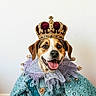 dog, crown, costume, royal, portrait, smiling, pet, animal, clothing, fancy, blue, purple, lace, indoor, cute, happy, canine, dress, sitting, background
