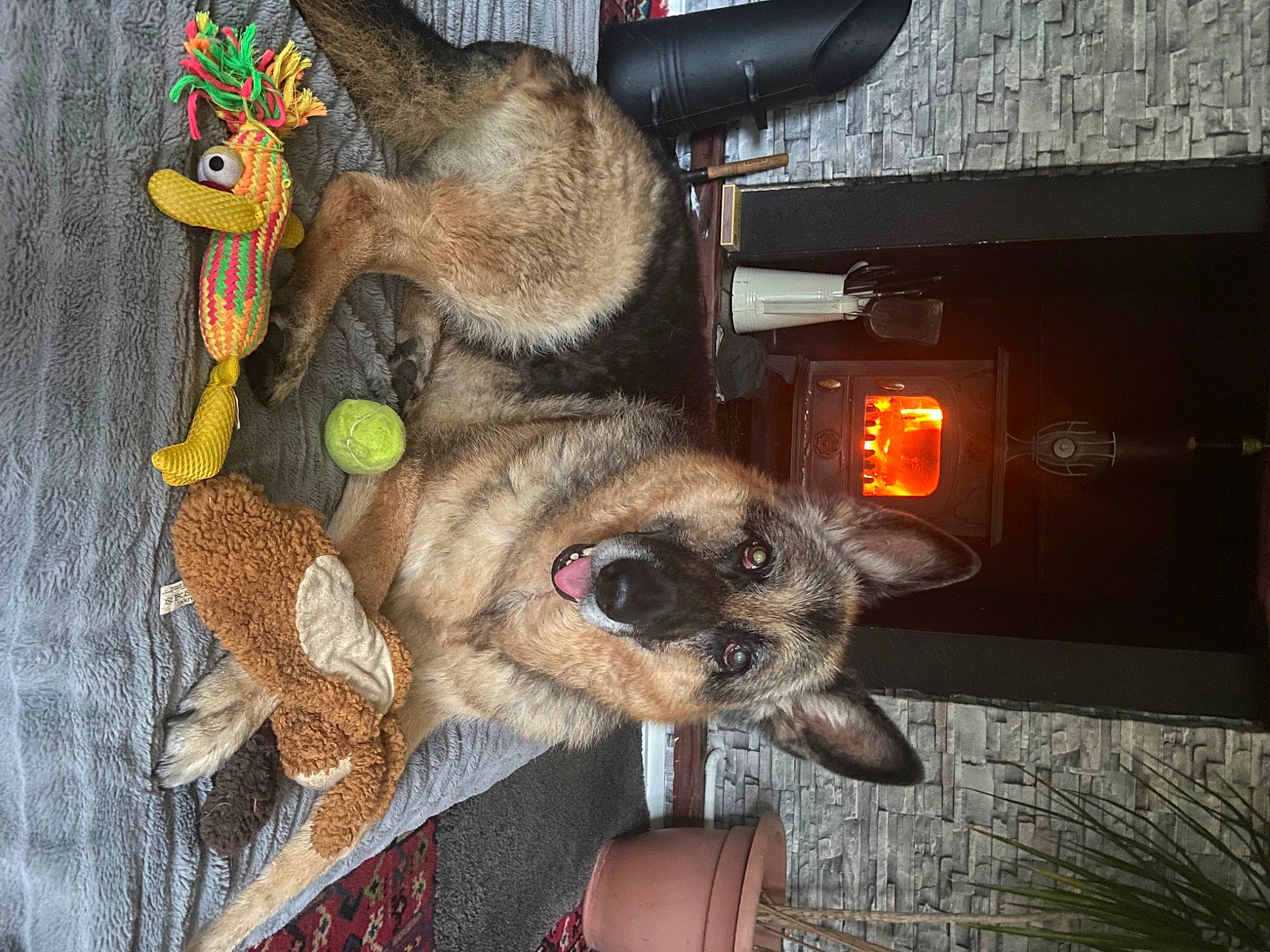 Lunachop joined the competition — help win amazing prizes! art, canidae, carnivore, collar, companion_dog, dog, dog_breed, dog_supply, fawn, fur, plant, snout, sporting_group, stuffed_toy, working_animal