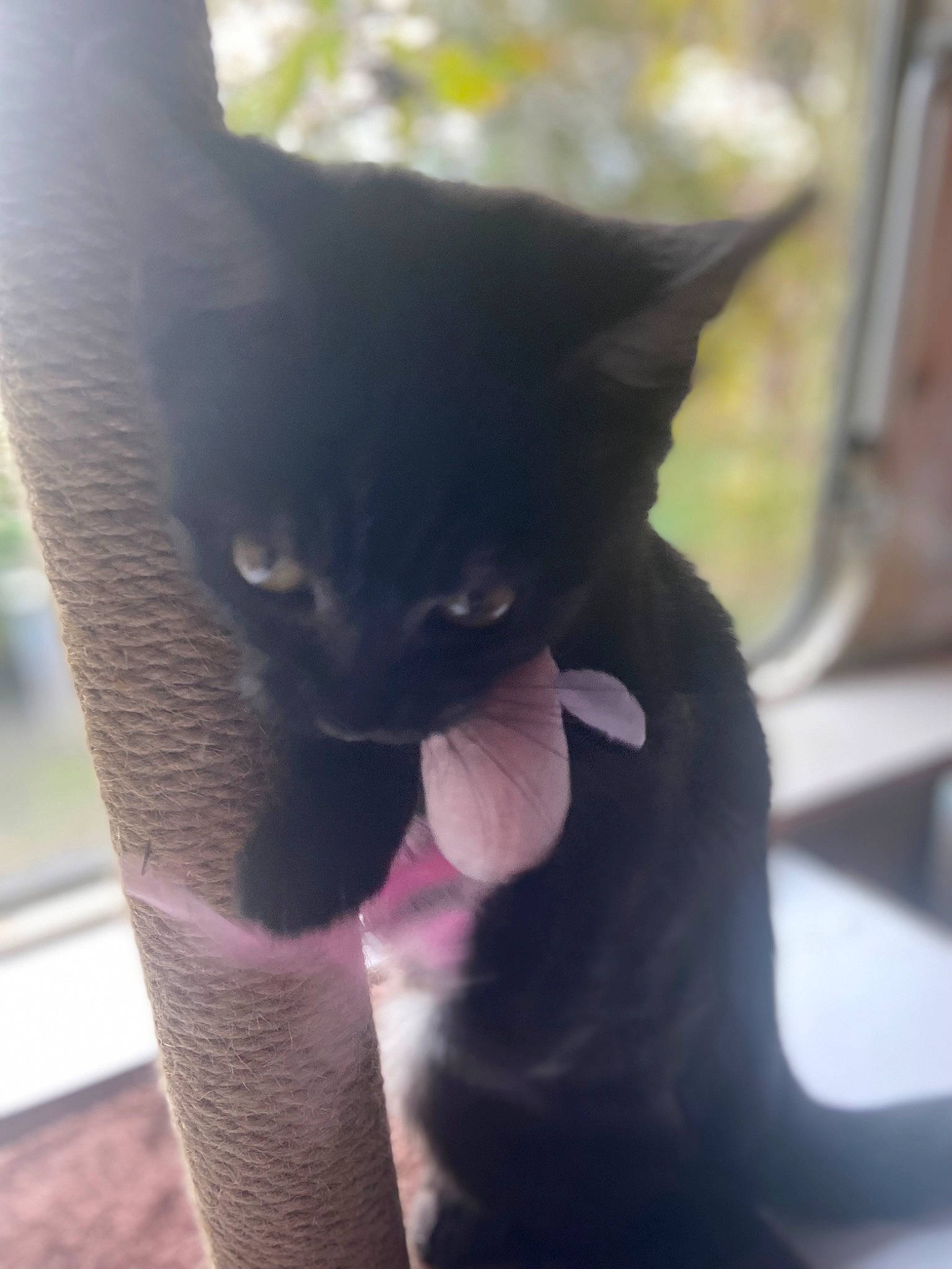 Angel is registered to the contest to win money with this photo: black_cat, bombay, carnivore, cat, cat_supply, claw, close_up, domestic_short_haired_cat, ear, felidae, fur, gesture, mammal, paw, plant, small_to_medium_sized_cats, snout, tail, terrestrial_animal, whiskers