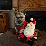 Beatrice joined the competition — help win amazing prizes! dog, plush_toy, santa_claus, knitwear, red_sweater, pet_clothing, socks, brown_couch, fireplace, wooden_furniture, living_room, holiday, christmas, decor, pet, cozy, indoors, cute, small_dog, festive