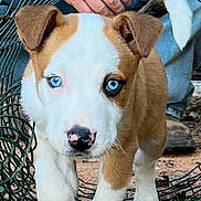 Chevy is registered to the contest to win money with this photo: puppy, dog, blue_eyes, wire_tunnel, outdoor, person, striped_sweater, walking, pet, young_dog, cute, animal, playful, adventure, leaves, ground, canine, friendly, pet_training, exploration