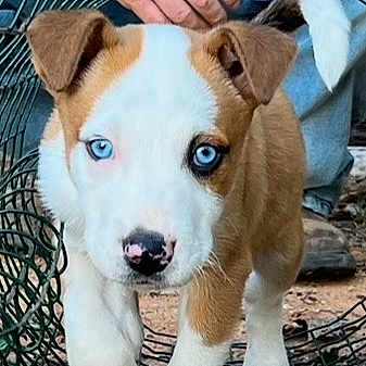 Chevy is registered to the contest to win money with this photo: puppy, dog, blue_eyes, wire_tunnel, outdoor, person, striped_sweater, walking, pet, young_dog, cute, animal, playful, adventure, leaves, ground, canine, friendly, pet_training, exploration