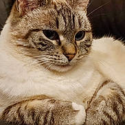 Maizy joined the competition — help win amazing prizes! animal, calm, cat, closeup, couch, cute, domestic, ears, feline, fur, indoor, leather, mammal, paws, pet, relaxed, resting, striped, tabby, whiskers