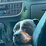 Molly is registered to the contest to win money with this photo: dog, sleeping, vehicle_interior, dashboard, controls, armrest, resting, calm, pet, canine, closeup, leather, seat, interior, transportation, relaxed, companion, cozy, animal, napping