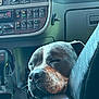 dog, sleeping, vehicle_interior, dashboard, controls, armrest, resting, calm, pet, canine, closeup, leather, seat, interior, transportation, relaxed, companion, cozy, animal, napping