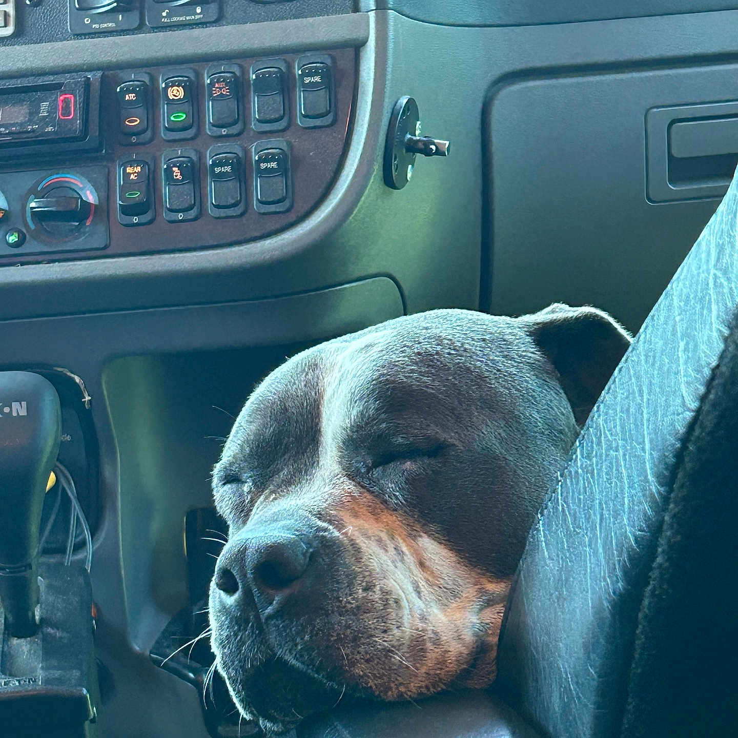 Molly is registered to the contest to win money with this photo: animal, armrest, calm, canine, closeup, companion, controls, cozy, dashboard, dog, interior, leather, napping, pet, relaxed, resting, seat, sleeping, transportation, vehicle_interior