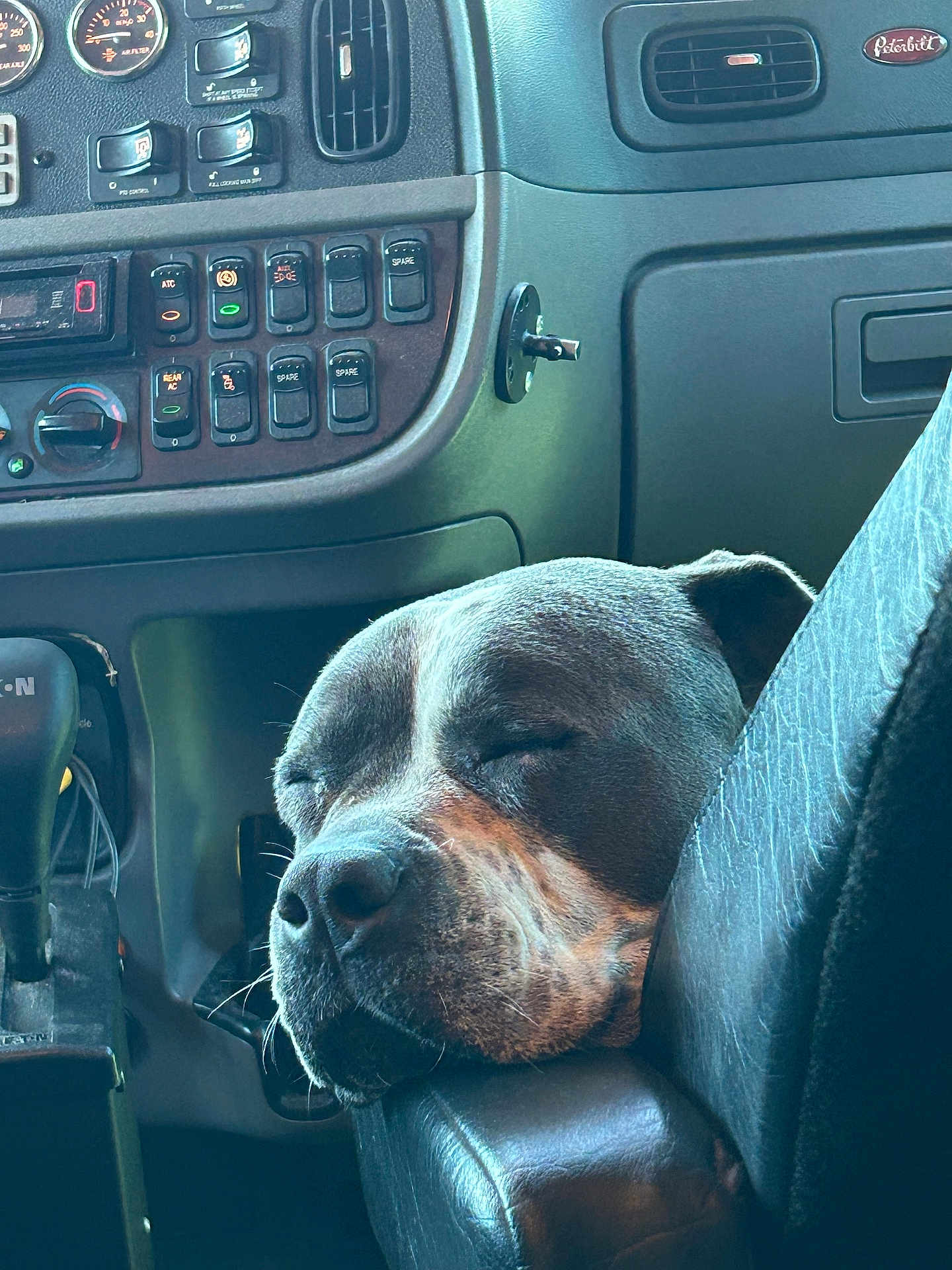 Molly is registered to the contest to win money with this photo: dog, sleeping, vehicle_interior, dashboard, controls, armrest, resting, calm, pet, canine, closeup, leather, seat, interior, transportation, relaxed, companion, cozy, animal, napping