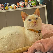 Biscuit is registered to the contest to win money with this photo: bed, blanket, blue_eyes, cat, closeup, collar, cozy, cream_colored, cute, domestic_animal, figurines, fur, indoor, pet, relaxed, shelf, soft, television, toys, whiskers