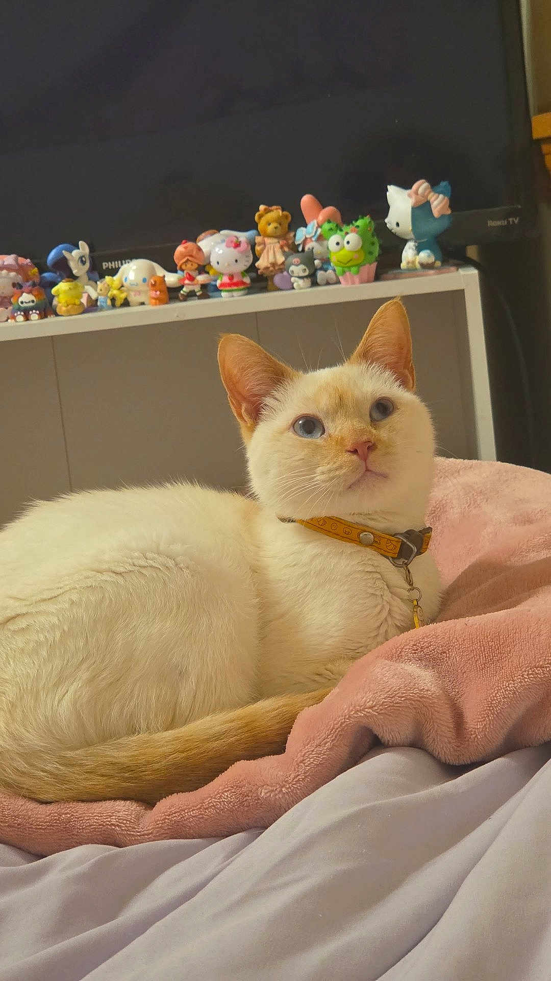 Biscuit