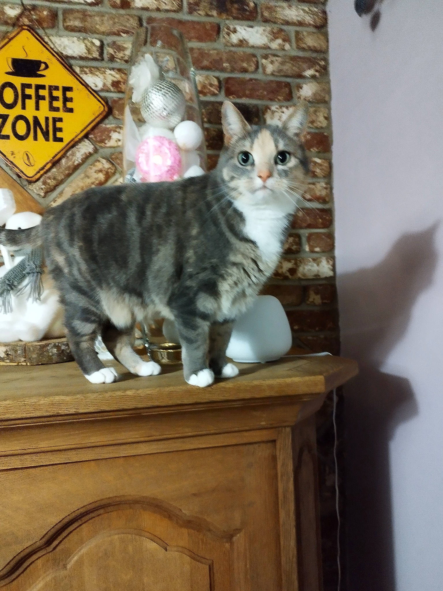 Leon a rejoint le concours — aidez-le/la à gagner de superbes lots ! carnivore, cat, domestic_short_haired_cat, drawer, felidae, fur, grey, hardwood, paw, small_to_medium_sized_cats, tail, whiskers, wood