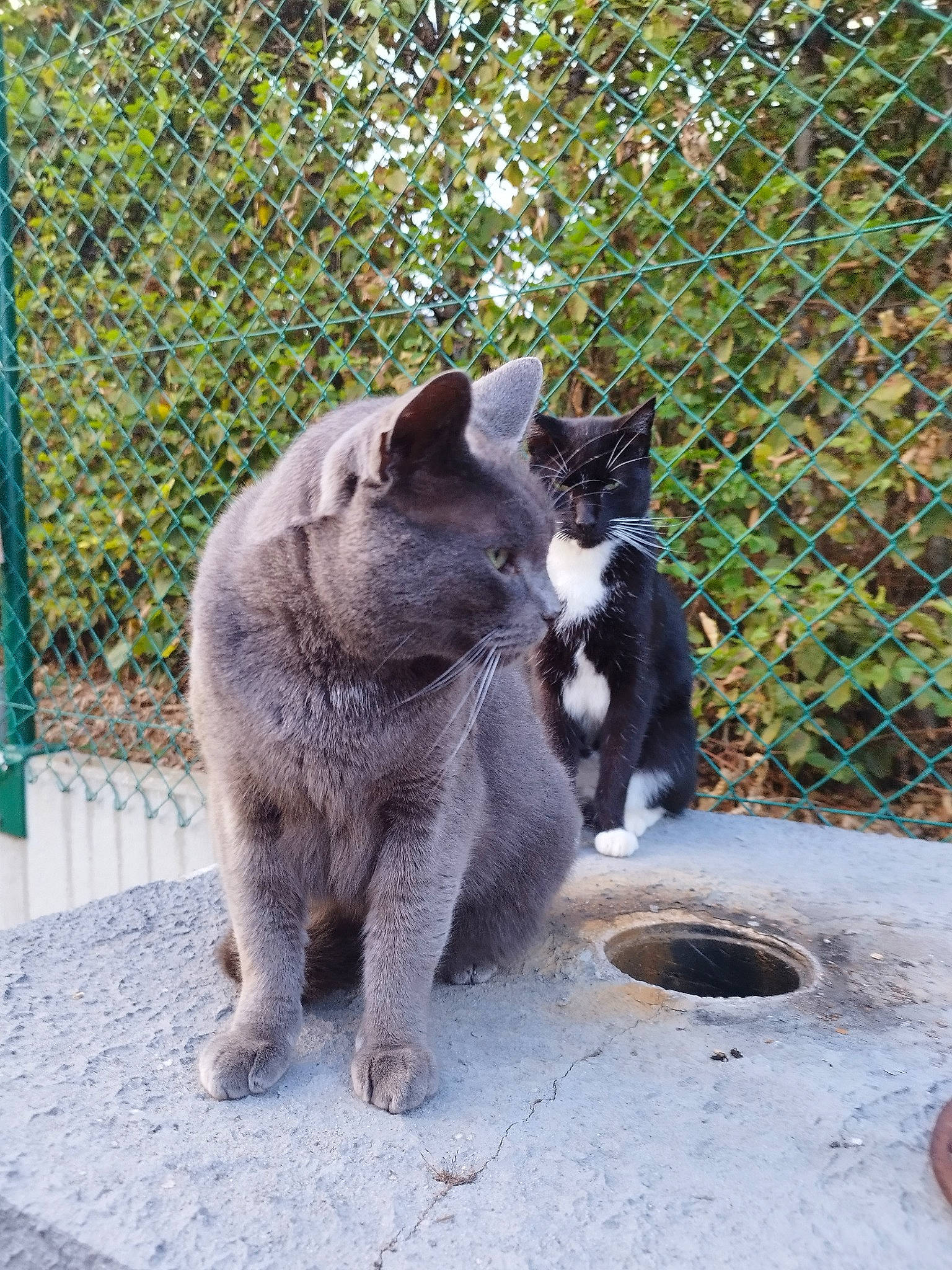 Daya participe au concours pour gagner de l'argent avec cette photo : canidae, carnivore, cat, dog_breed, domestic_short_haired_cat, felidae, fence, fur, grass, mesh, pet_supply, plant, small_to_medium_sized_cats, snout, sporting_group, tail, terrestrial_animal, trunk, whiskers