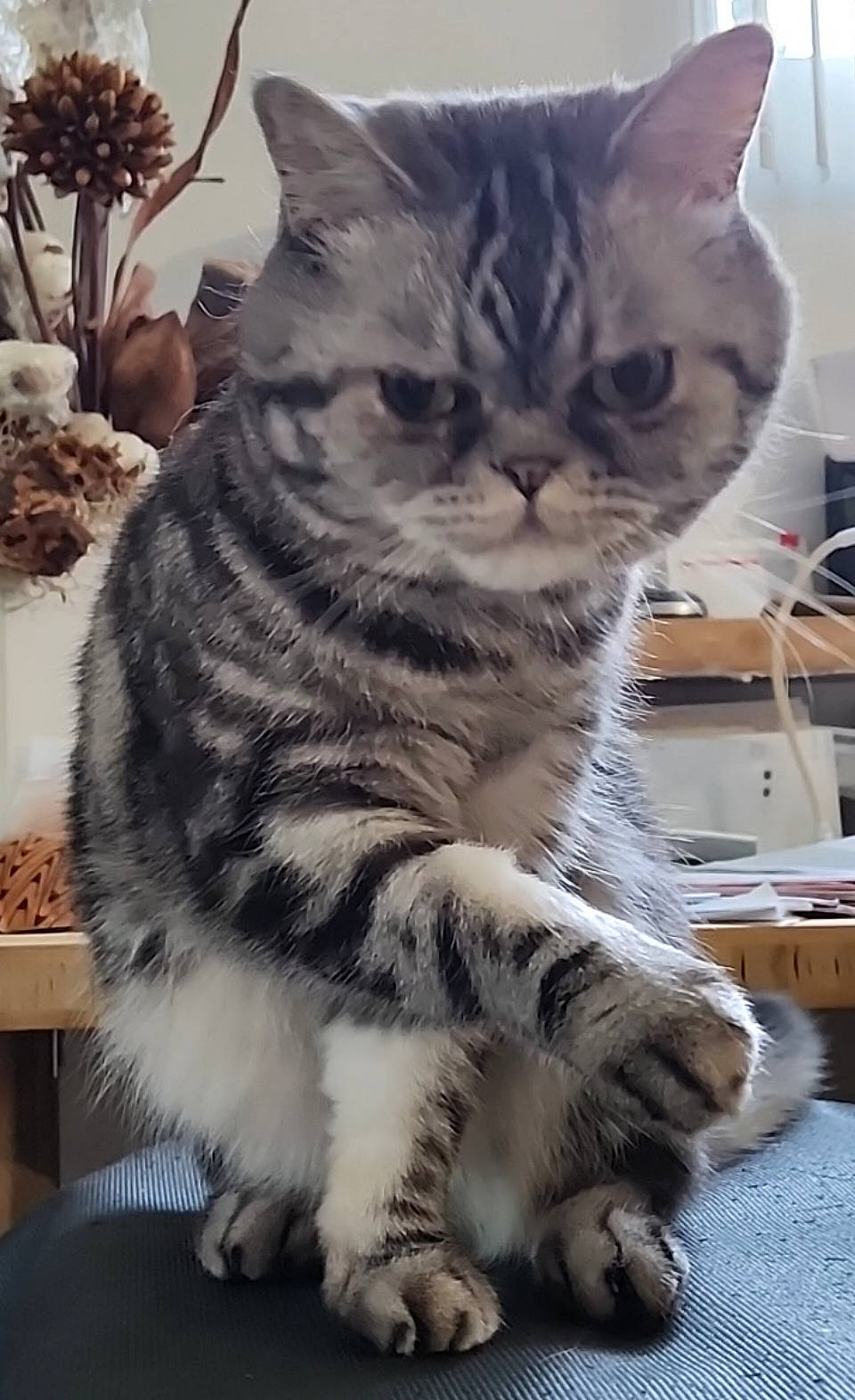 Merlin Love joined the competition — help win amazing prizes! carnivore, cat, claw, comfort, domestic_short_haired_cat, felidae, flowerpot, fur, houseplant, paw, plant, small_to_medium_sized_cats, snout, tail, terrestrial_animal, whiskers