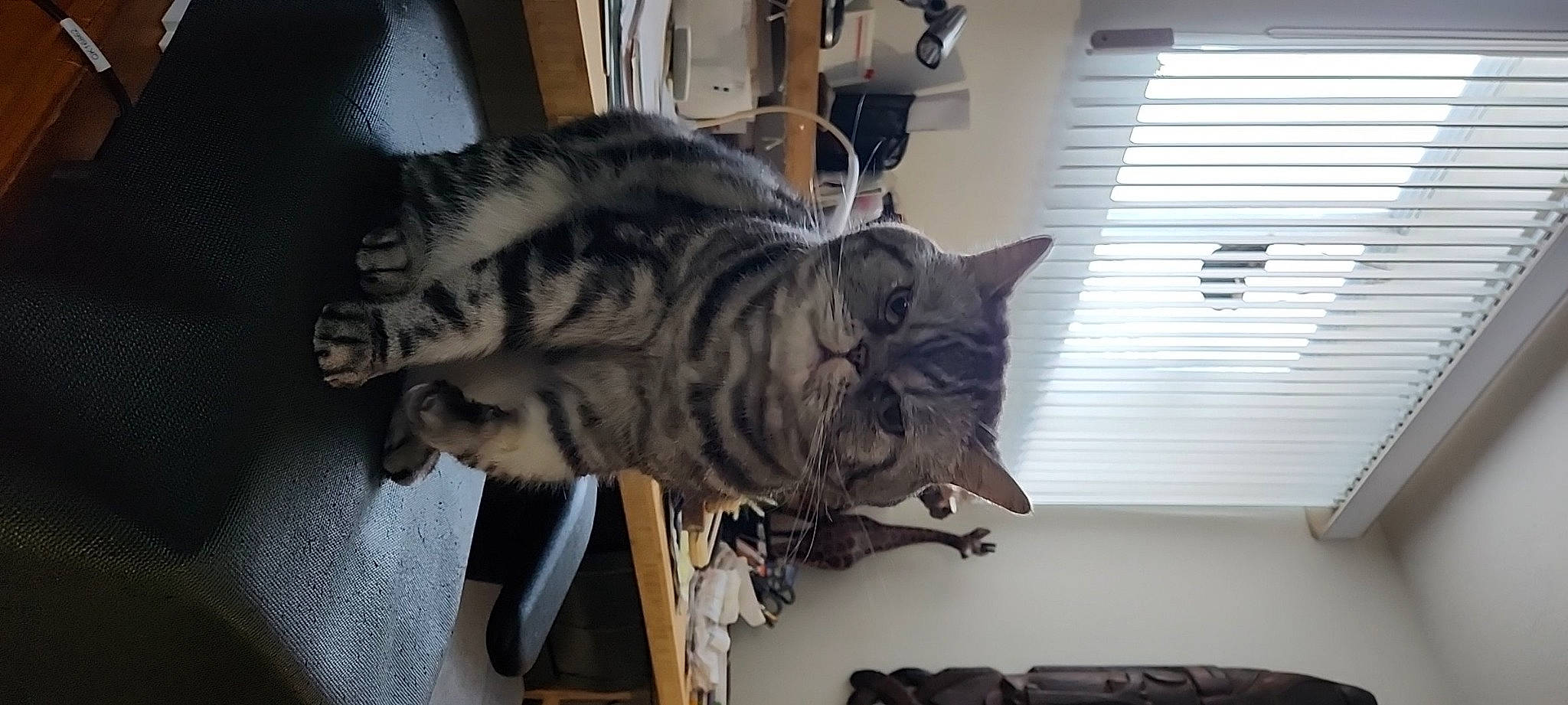 Merlin Love joined the competition — help win amazing prizes! carnivore, cat, comfort, domestic_short_haired_cat, felidae, fur, nap, paw, small_to_medium_sized_cats, snout, tail, whiskers, window, window_blind