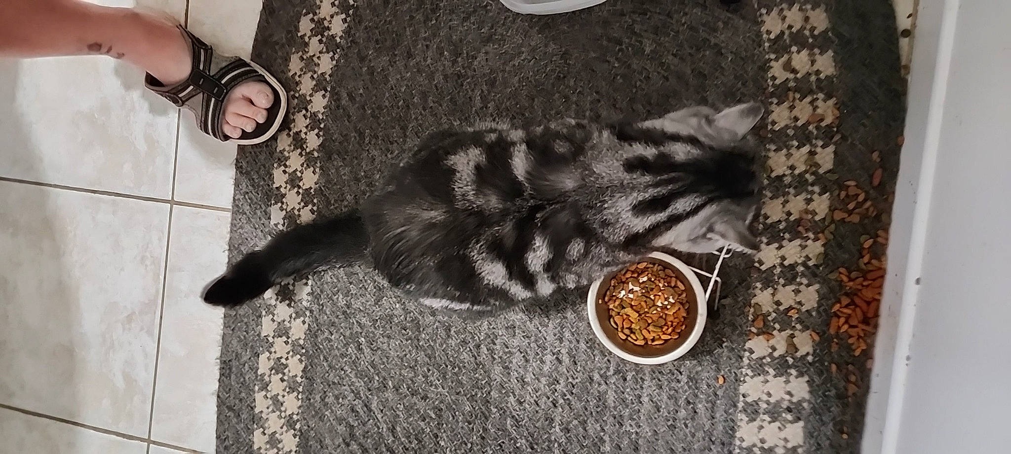 Merlin Love is registered to the contest to win money with this photo: black, carnivore, cat, comfort, cuisine, dish, dishware, felidae, flooring, food, fur, grey, ingredient, recipe, seasoning, serveware, small_to_medium_sized_cats, tableware, tail, whiskers