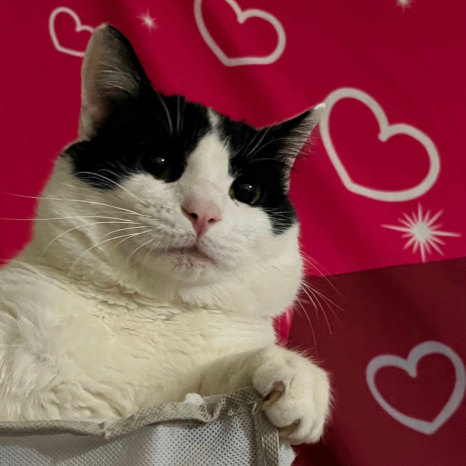 Dexter joined the competition — help win amazing prizes! animal, basket, black_and_white, cat, claws, close_up, cute, expression, fabric, feline, fur, heart_shapes, indoor, paw, pet, pink_nose, red_background, resting, star_shapes, whiskers