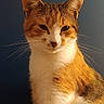 Ayka a rejoint le concours — aidez-le/la à gagner de superbes lots ! cat, feline, whiskers, orange, white, brown, pet, animal, portrait, indoor, closeup, fur, looking, sitting, ears, face, cute, domestic, mammal, background