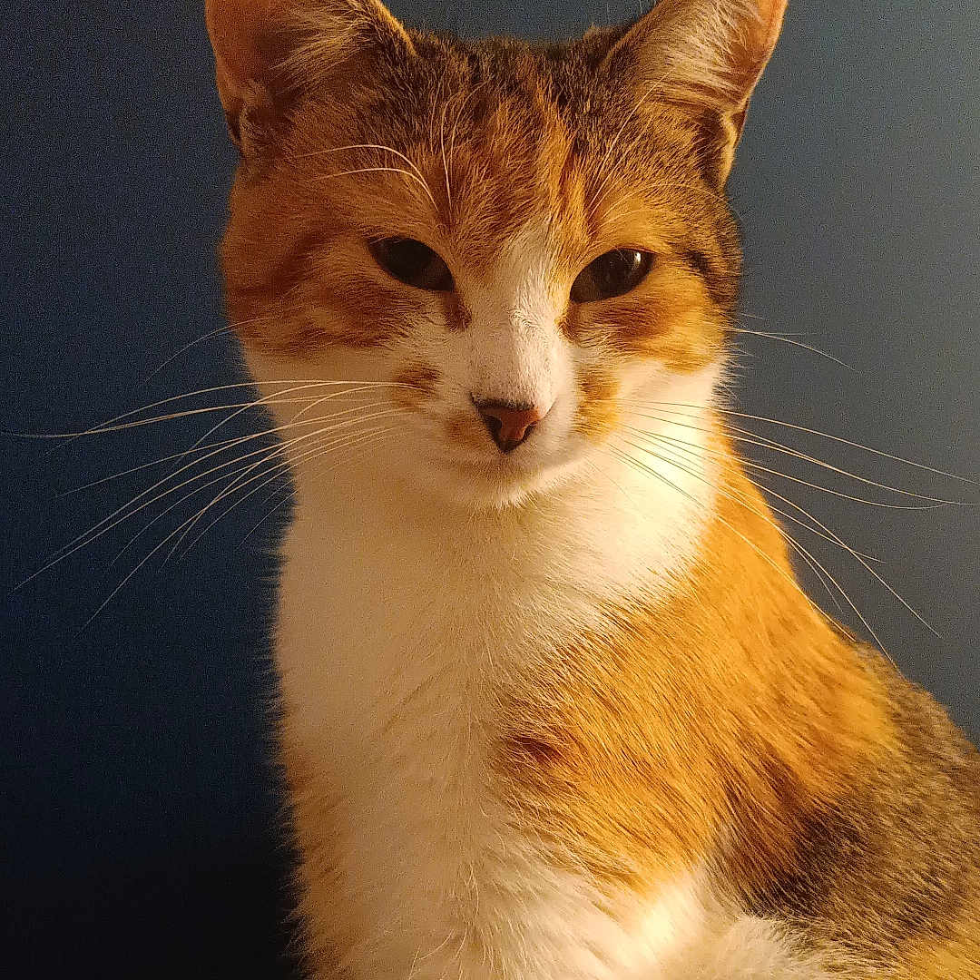 Ayka a rejoint le concours — aidez-le/la à gagner de superbes lots ! cat, feline, whiskers, orange, white, brown, pet, animal, portrait, indoor, closeup, fur, looking, sitting, ears, face, cute, domestic, mammal, background