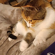 Ayka participe au concours pour gagner de l'argent avec cette photo : cat, calico, pet, feline, indoor, blanket, cozy, fur, whiskers, paws, sleepy, home, furniture, basket, shelving, relaxing, cute, animal, soft, tabby