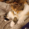 cat, calico, pet, feline, indoor, blanket, cozy, fur, whiskers, paws, sleepy, home, furniture, basket, shelving, relaxing, cute, animal, soft, tabby
