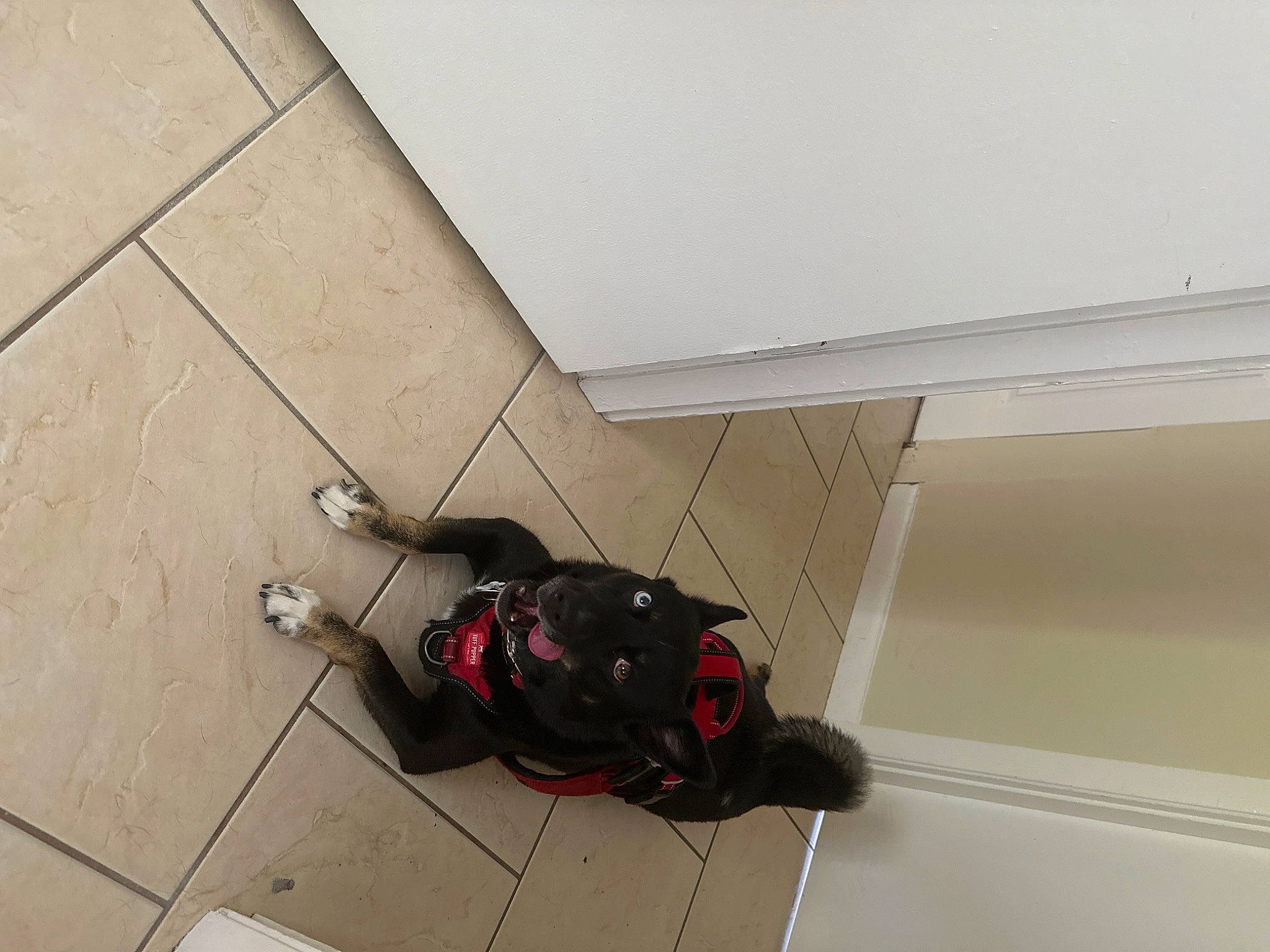 Angel is registered to the contest to win money with this photo: adventure, bag, carmine, ceiling, concrete, electrical_supply, electrical_wiring, flooring, hardwood, luggage_and_bags, outdoor_shoe, personal_protective_equipment, room, shadow, tile, wire, wood