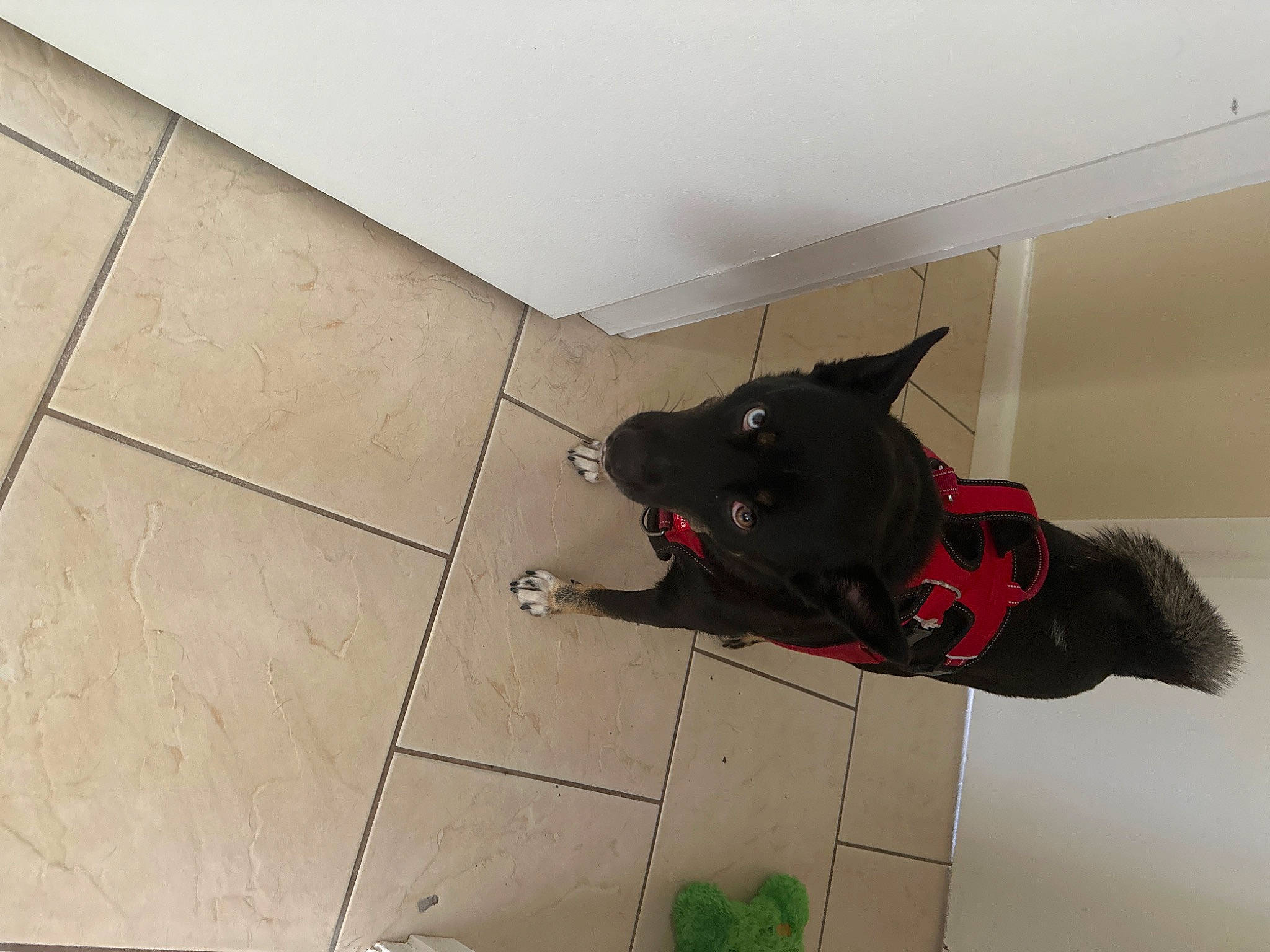 Angel joined the competition — help win amazing prizes! black_cat, canidae, carmine, carnivore, companion_dog, composite_material, dog_breed, felidae, floor, flooring, fur, hardwood, pattern, pet_supply, room, small_to_medium_sized_cats, snout, sporting_group, tail, tile_flooring