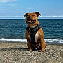 Simba a rejoint le concours — aidez-le/la à gagner de superbes lots ! animal, beach, canine, clouds, daytime, dog, happy, harness, nature, ocean, outdoor, pebbles, pet, sand, sitting, sky, smiling, sunny, tongue_out, water