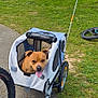 Simba a rejoint le concours — aidez-le/la à gagner de superbes lots ! animal, bicycle_wheel, bike_trailer, daytime, dog, grass, happy_dog, leisure, nature, orange_flag, outdoor, panting, park, pavement, people, recreation, sunny, tank, trees, vehicle