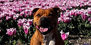 Simba a rejoint le concours — aidez-le/la à gagner de superbes lots ! animal, brown_dog, canine, daytime, dog, flora, flower_field, garden, grass, happy, landscape, nature, outdoor, pet, pink_tulips, plants, sitting, smiling_dog, spring, sunny