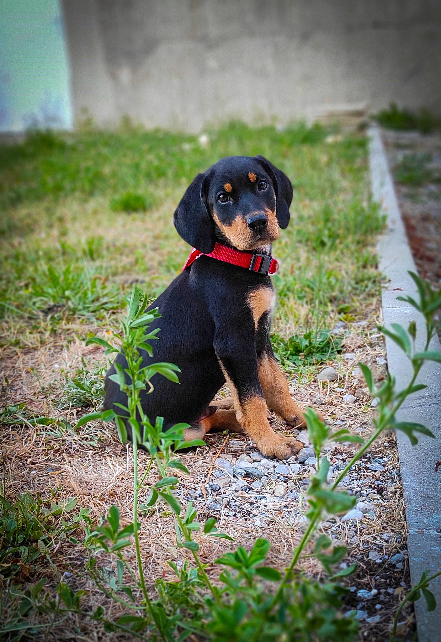 Reiji a rejoint le concours — aidez-le/la à gagner de superbes lots ! austrian_black_and_tan_hound, canidae, carnivore, dog, dog_breed, german_pinscher, hellenikos_ichnilatis, huntaway, hunting_dog, lithuanian_hound, mammal, montenegrin_mountain_hound, polish_hunting_dog, puppy, rare_breed_dog, serbian_hound, smaland_hound, transylvanian_hound, tyrolean_hound, vertebrate
