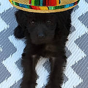 Pablo joined the competition — help win amazing prizes! puppy, dog, black_fur, sombrero, hat, lying_down, patterned_mat, cute, adorable, pet, animal, portrait, fluffy, indoors, colorful, texture, face, fur, small_dog, resting