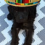 puppy, dog, black_fur, sombrero, hat, lying_down, patterned_mat, cute, adorable, pet, animal, portrait, fluffy, indoors, colorful, texture, face, fur, small_dog, resting