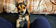 Boomer is registered to the contest to win money with this photo: black, blue_pants, brown, carpet, chihuahua, companion, cute, dog, furry, indoor, jumping, legs, motion_blur, person, pet, plaid_blanket, playful, small_dog, tan, toy