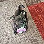 Titan joined the competition — help win amazing prizes! dog, black_dog, bow_tie, purple_bow_tie, pet, carpet, indoor, looking_up, cute, adorable, ears, tail, white_patch, sitting, animal, companion, domestic_animal, fur, friendly, small_dog