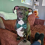 Titan joined the competition — help win amazing prizes! dog, bow_tie, couch, living_room, pet, brown_couch, green_bow_tie, relaxed, person, socks, map, wall_art, shelf, decor, furniture, indoor, pet_portrait, canine, cozy, home
