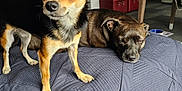 Titan joined the competition — help win amazing prizes! dog, small_dog, sleeping_dog, standing_dog, bedspread, indoor, pet, animal, cozy, furniture, living_room, table, fan, blanket, napping, curious, ears_up, brown_dog, black_and_tan_dog, household_items