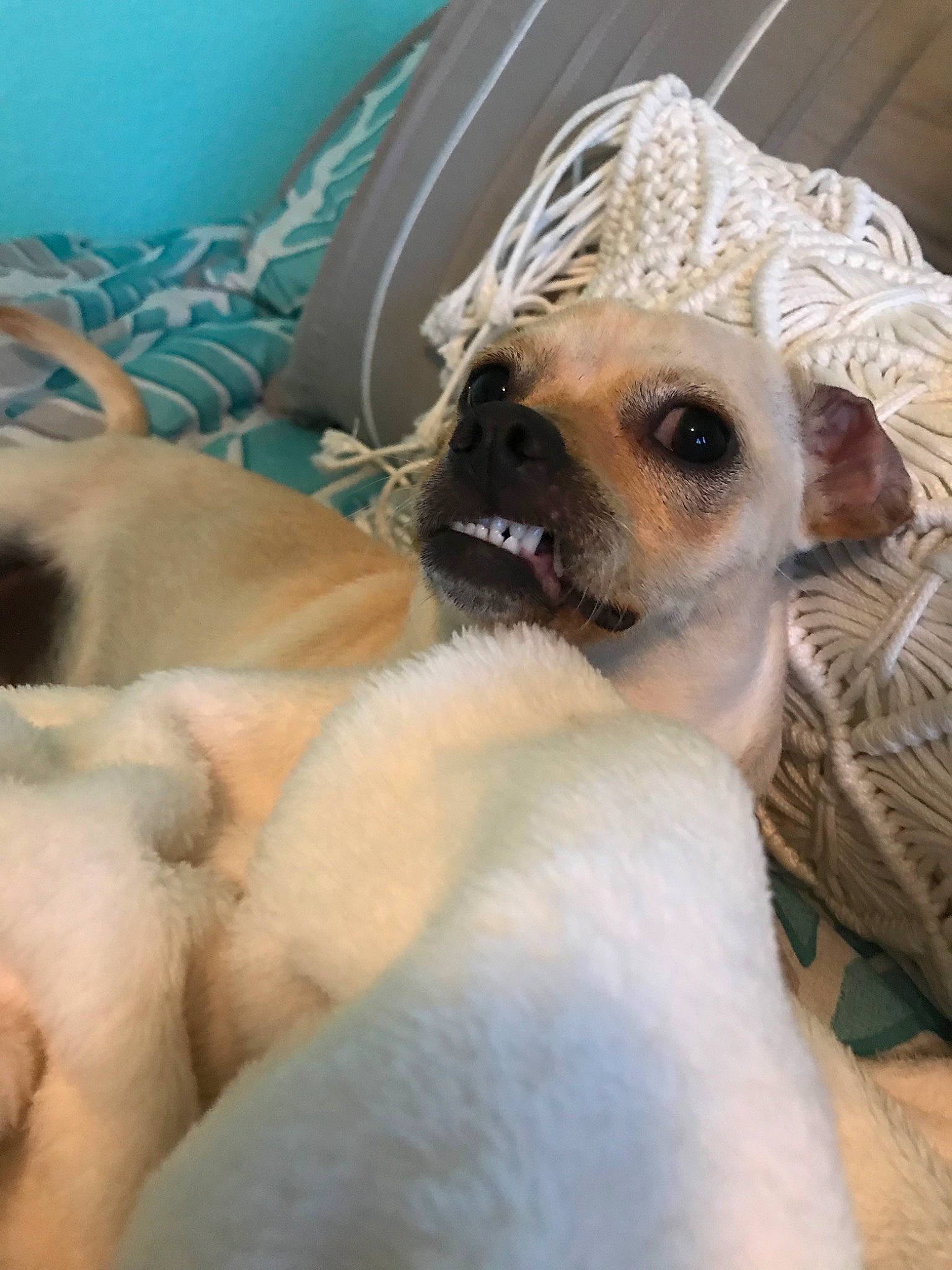 Basil is registered to the contest to win money with this photo: canidae, carnivore, companion_dog, dog, dog_breed, fawn, nose, puppy, puppy_love, snout