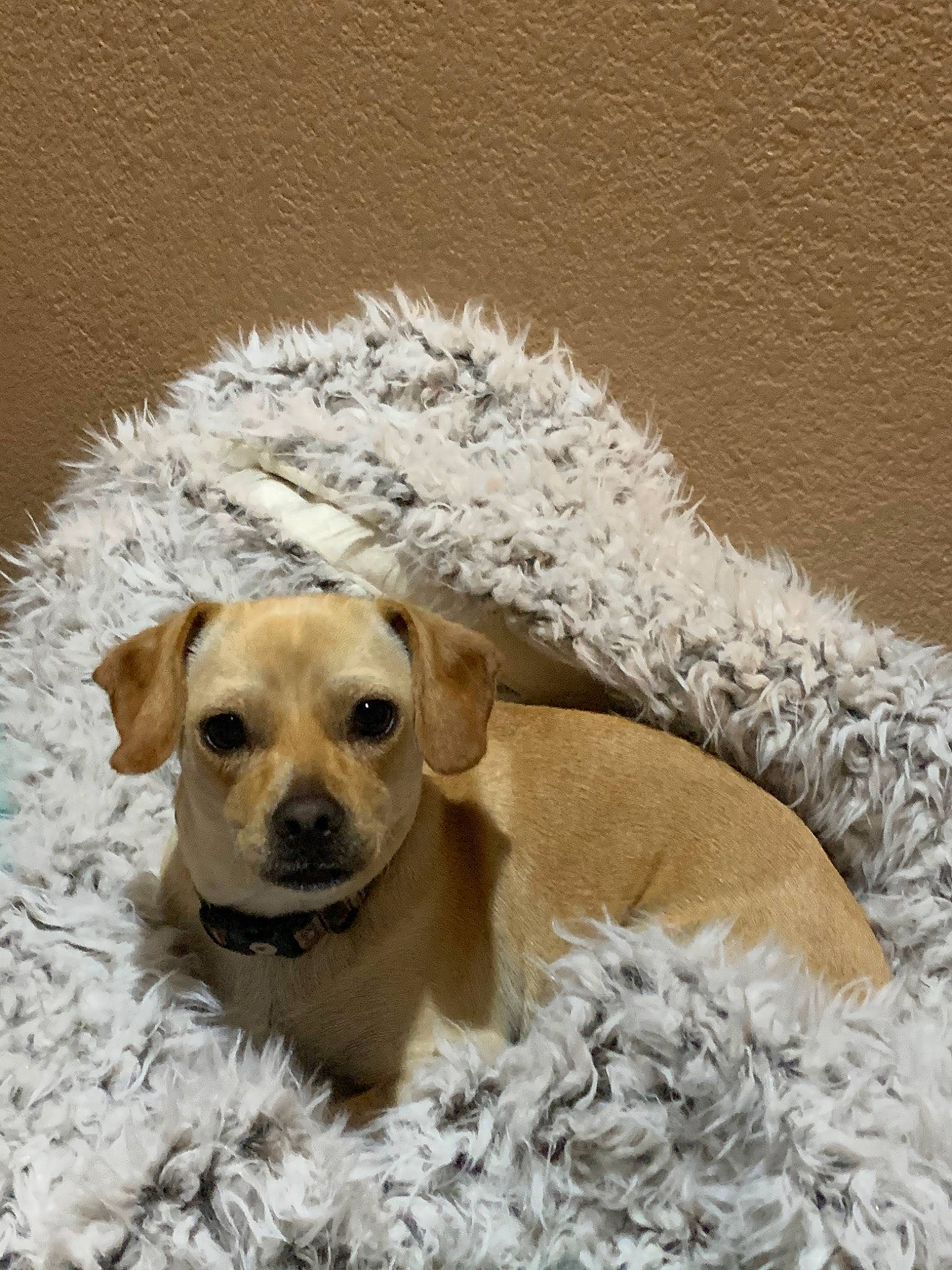 Basil is registered to the contest to win money with this photo: black_mouth_cur, canidae, carnivore, chihuahua, companion_dog, dog, dog_breed, ear, fawn, fur, mammal, puggle, puppy, snout, sporting_group, street_dog, vertebrate, whiskers