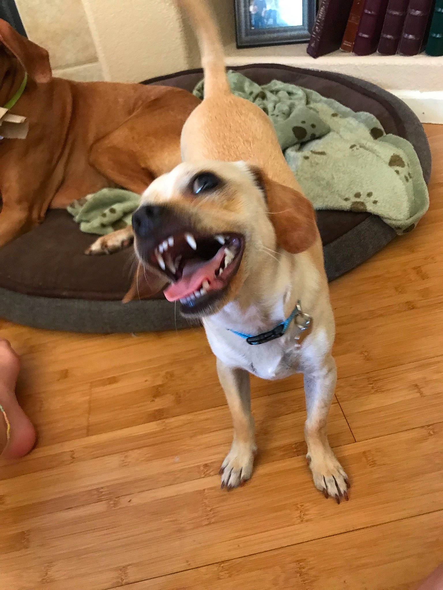 Basil is registered to the contest to win money with this photo: beagador, canidae, carnivore, dog, dog_breed, fawn, floor, flooring, hardwood, hound, mammal, paw, snout, sporting_group