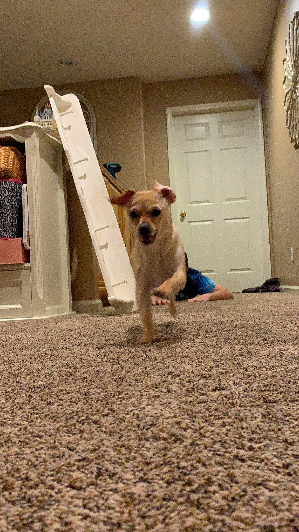 Basil joined the competition — help win amazing prizes! canidae, carnivore, companion_dog, dog, dog_breed, fawn, floor, flooring, house, mammal, snout, sporting_group, tail