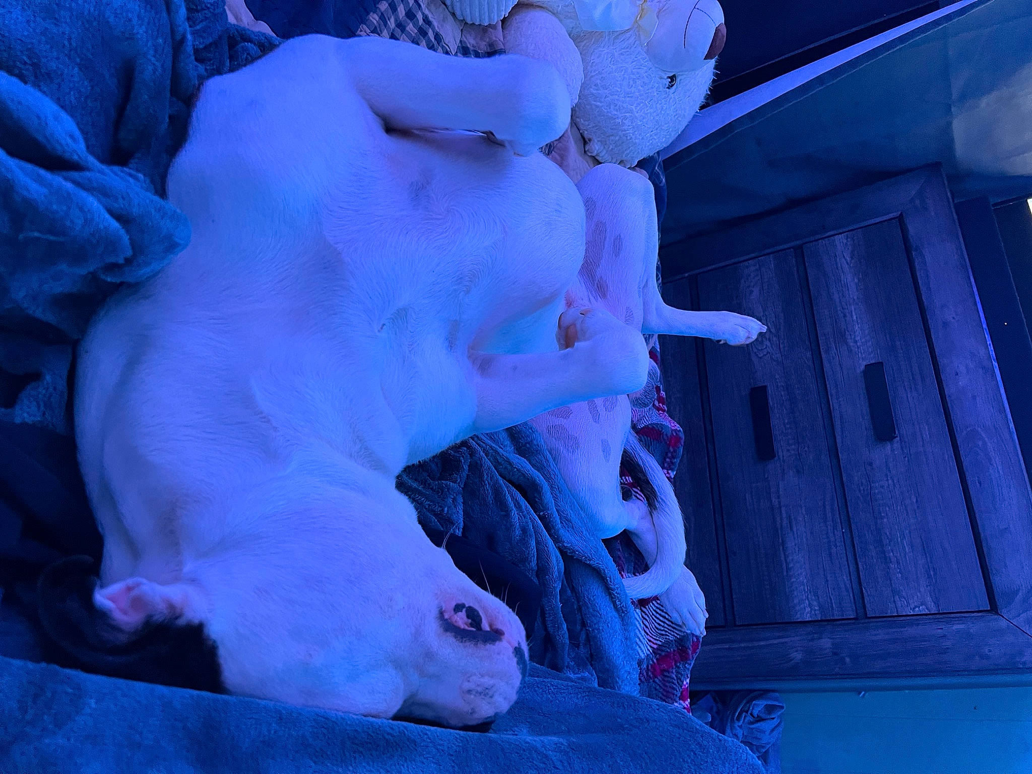 Diesel is registered to the contest to win money with this photo: art, blue, cloud, electric_blue, event, felidae, freezing, fur, human_body, mammal, monument, purple, sculpture, sky, snow, statue, tail, vertebrate, visual_arts, winter