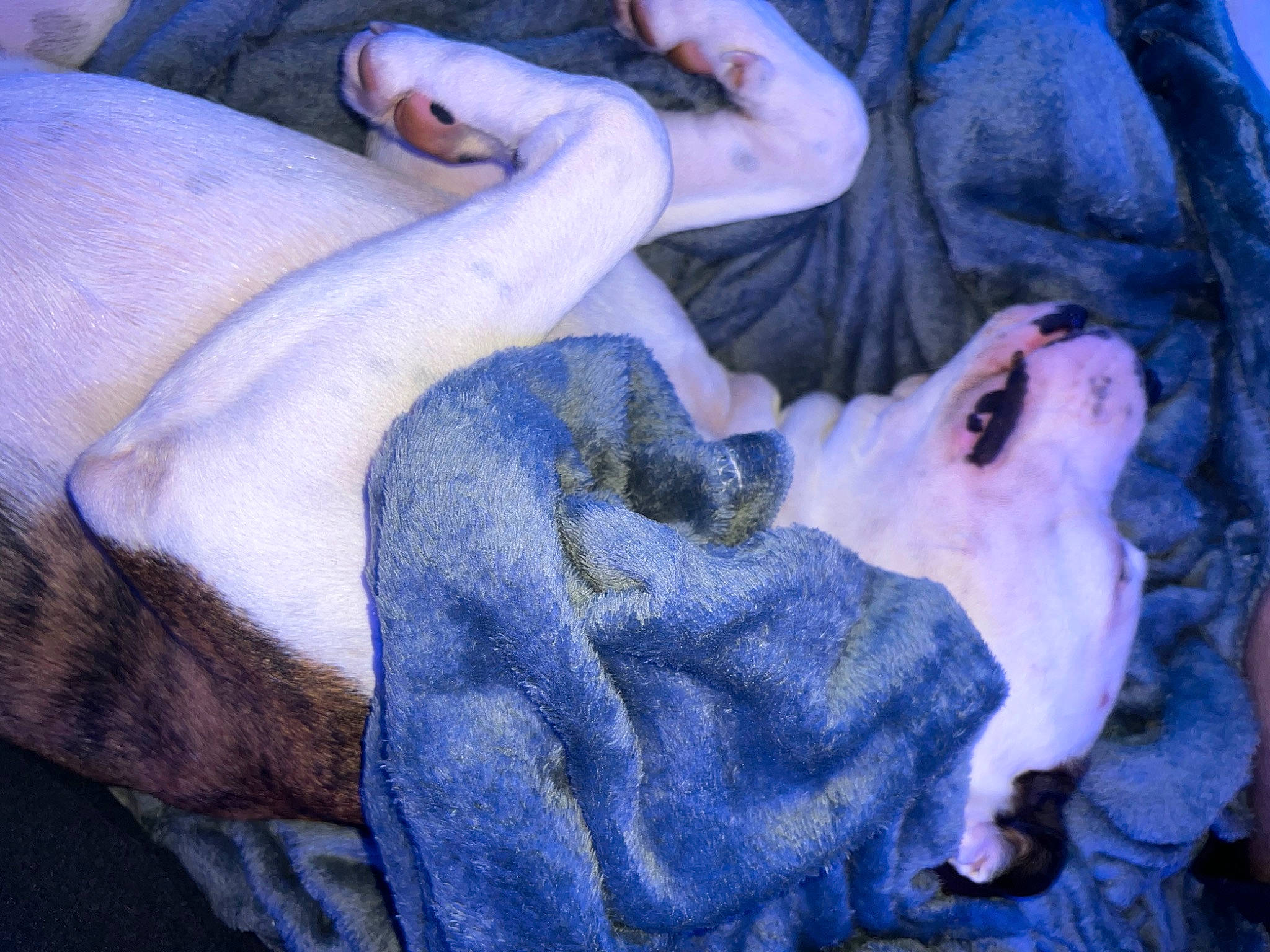 Diesel is registered to the contest to win money with this photo: azure, comfort, darkness, dress, electric_blue, fawn, flesh, fur, gesture, linens, nail, nap, plant, purple, rock, sculpture, sleep, toy, tree, trunk