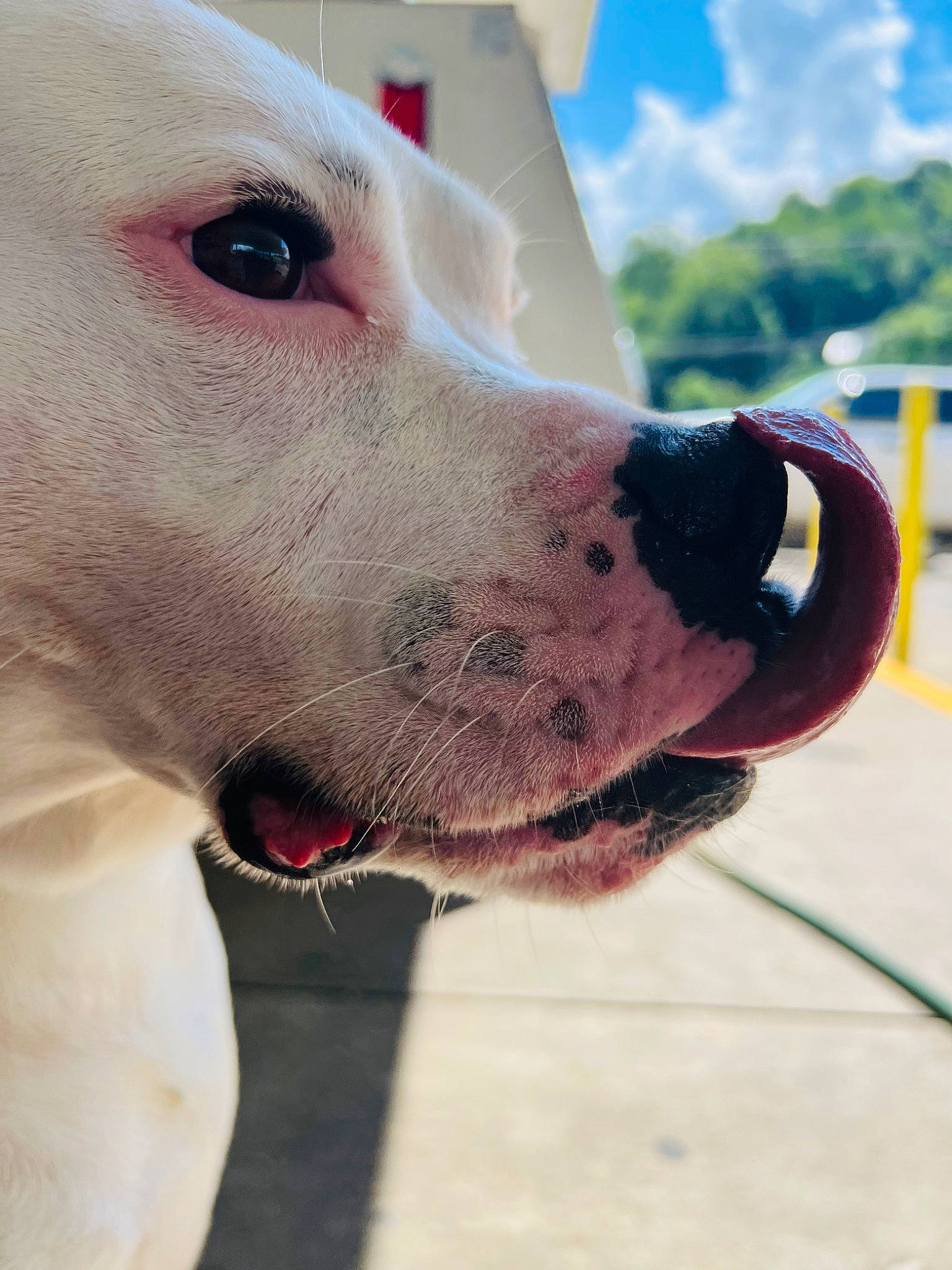 Diesel is registered to the contest to win money with this photo: canidae, carnivore, cloud, collar, companion_dog, dog, dog_breed, dog_collar, dogo_argentino, ear, fawn, fur, no_expression, pet_supply, selfie, sky, snout, sporting_group, whiskers, working_animal