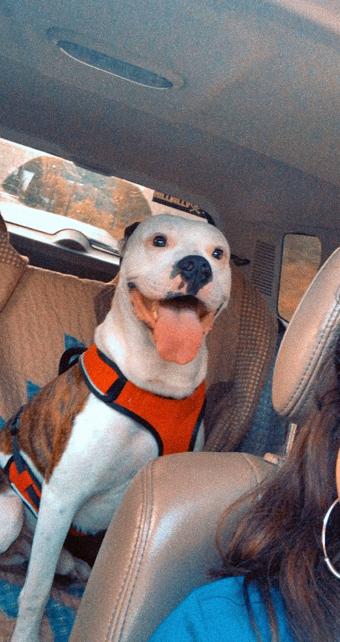 Diesel is registered to the contest to win money with this photo: adventure, canidae, car, car_seat, car_seat_cover, carnivore, collar, comfort, companion_dog, dog, dog_breed, dog_collar, fawn, fur, non_sporting_group, selfie, vehicle, vehicle_door, working_animal