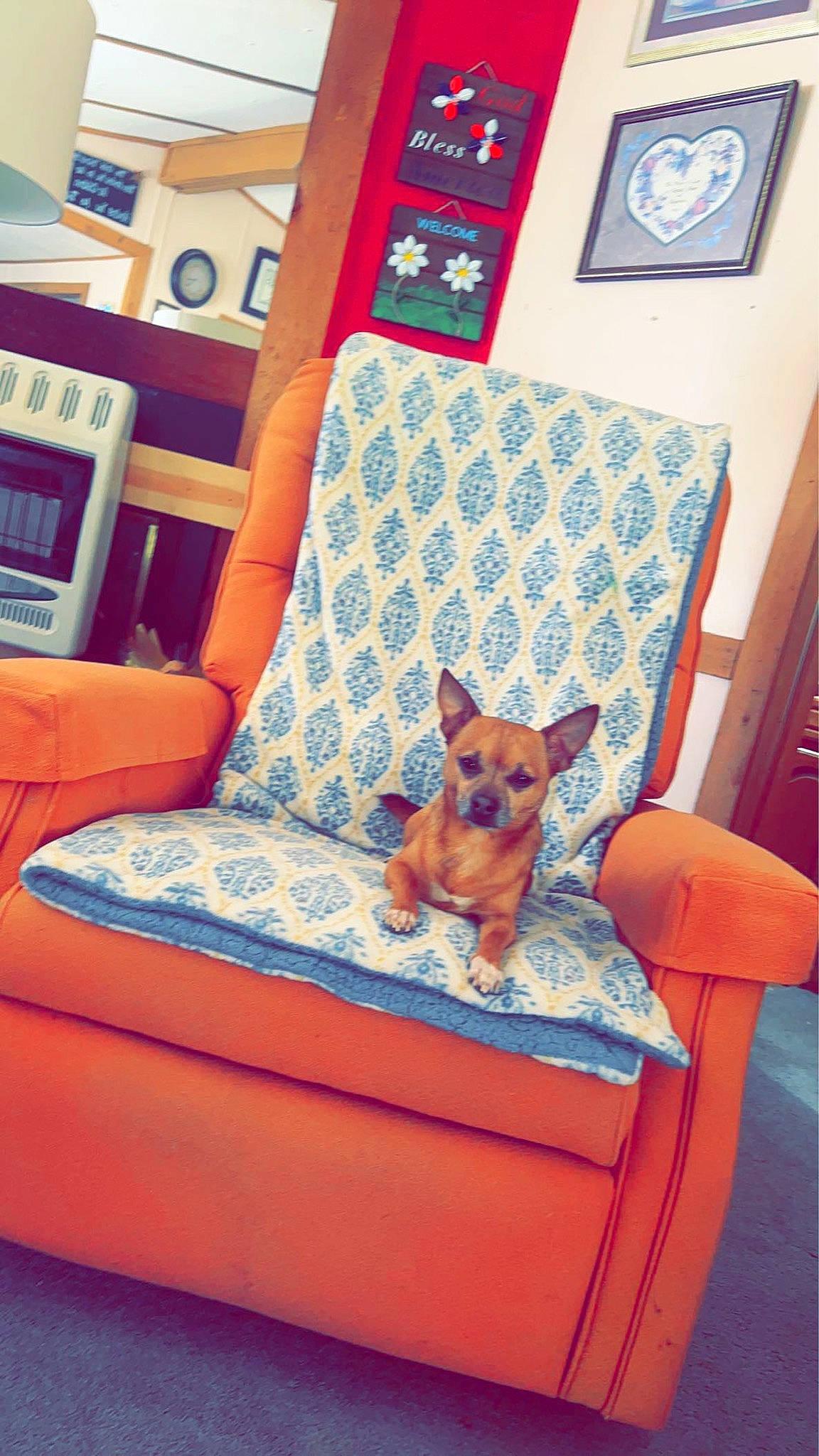Skylar joined the competition — help win amazing prizes! carnivore, chair, comfort, companion_dog, couch, creative_arts, dog, dog_breed, dog_supply, fawn, floor, flooring, furniture, interior_design, linens, living_room, picture_frame, pillow, rectangle, working_animal