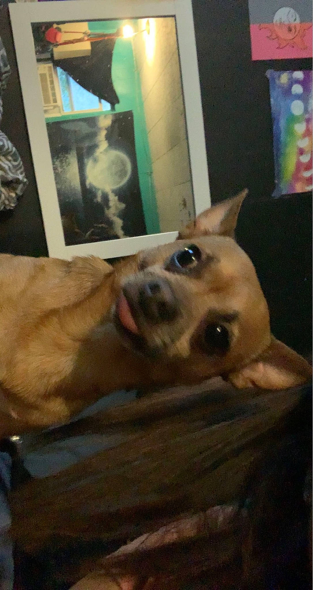 Skylar is registered to the contest to win money with this photo: carnivore, companion_dog, dog, dog_breed, fawn, felidae, flooring, fur, german_shepherd_dog, guard_dog, herding_dog, paw, puppy, snout, sporting_group, tail, whiskers, wood, working_animal, working_dog